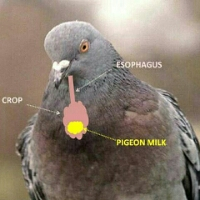 مصرف شیر برای کبوتر