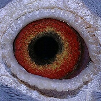 چشم کبوتر ( مردمک)