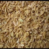 شلتوک برنج سرشار از ویتامین ها