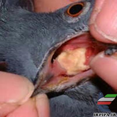 بیماری تریکومونیازیس کبوتر