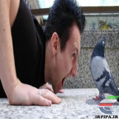 ده اشتباه در ورزش کبوتران مسابقه ای