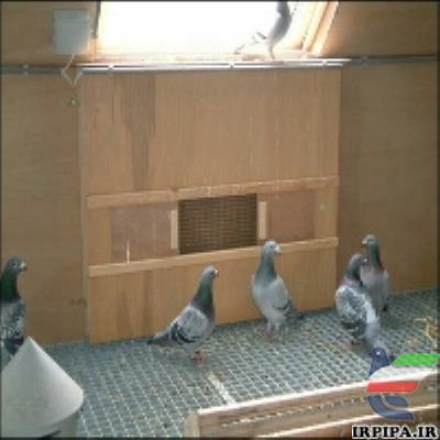 مشکلات گوارشی کبوتر ( مسابقه ای )