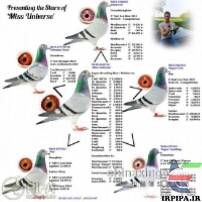 تثبیت بهترین ژنهای کبوتر مسابقه