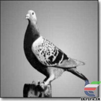 یک کبوتر عالی و پایه نژاد ویم مولر