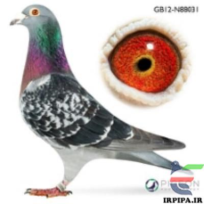 چشم شناسی کبوتر مسابقه ای