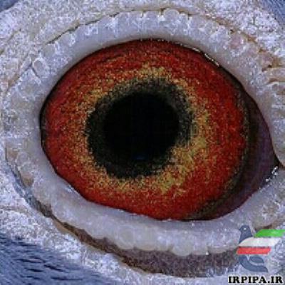 چشم شناسی ( کبوتر مسابقه ای )