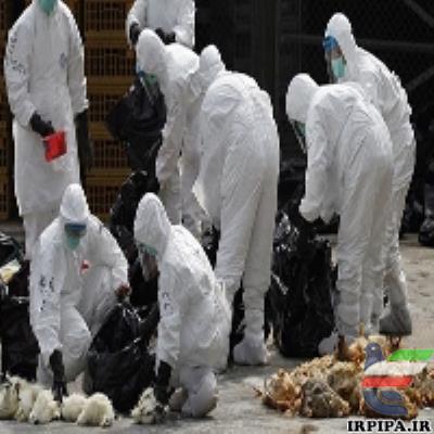 آنفولانزای مرغی در ورزش کبوتران مسابقه