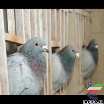 سیستم حسادت در مسابقات کبوتران مسابقه‌ای